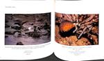 FOTOSFERA: PRIMERA MOSTRA DE FOTÒGRAFS NATURALISTES PROFESSIONALS A CATALUNYA (CATALÁN). | 9788476094709 | A.A.V.V.