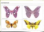 MARIPOSAS DE VENEZUELA | SCHMID / ENDICOTT
