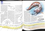 ATLAS DE LA EVOLUCIÓN: DESDE UN COMIENZO TAN SENCILLO | 9788474447019 | PHILIP WHITFIELD