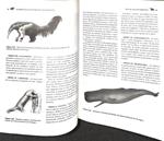 ELEMENTOS DE ANATOMIA DE LOS CORDADOS | WEICHERT PRESCH