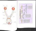 SENTIDOS: ATLAS DE NEUROIMAGEN | 9788496504219 | JUAN BERENGUER GONZALEZ / TERESA PUJOL FARRE
