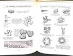 ANATOMIA Y FISIOLOGIA | DR. V. L. FERRANDIZ