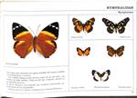 MARIPOSAS DE VENEZUELA | SCHMID / ENDICOTT