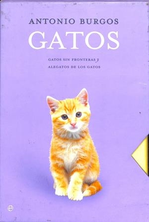 GATOS | ANTONIO BURGOS